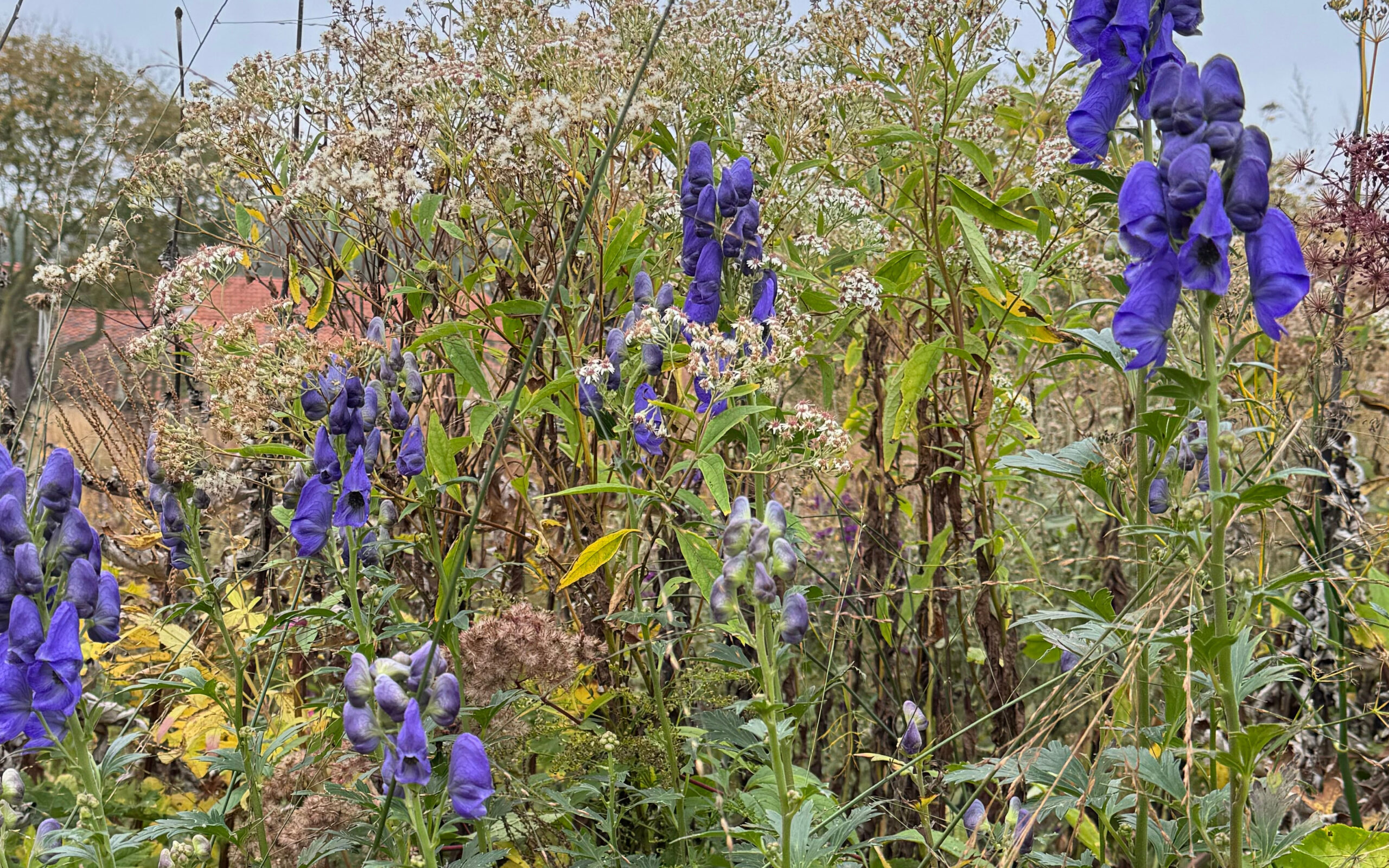 Aconitum_oct project