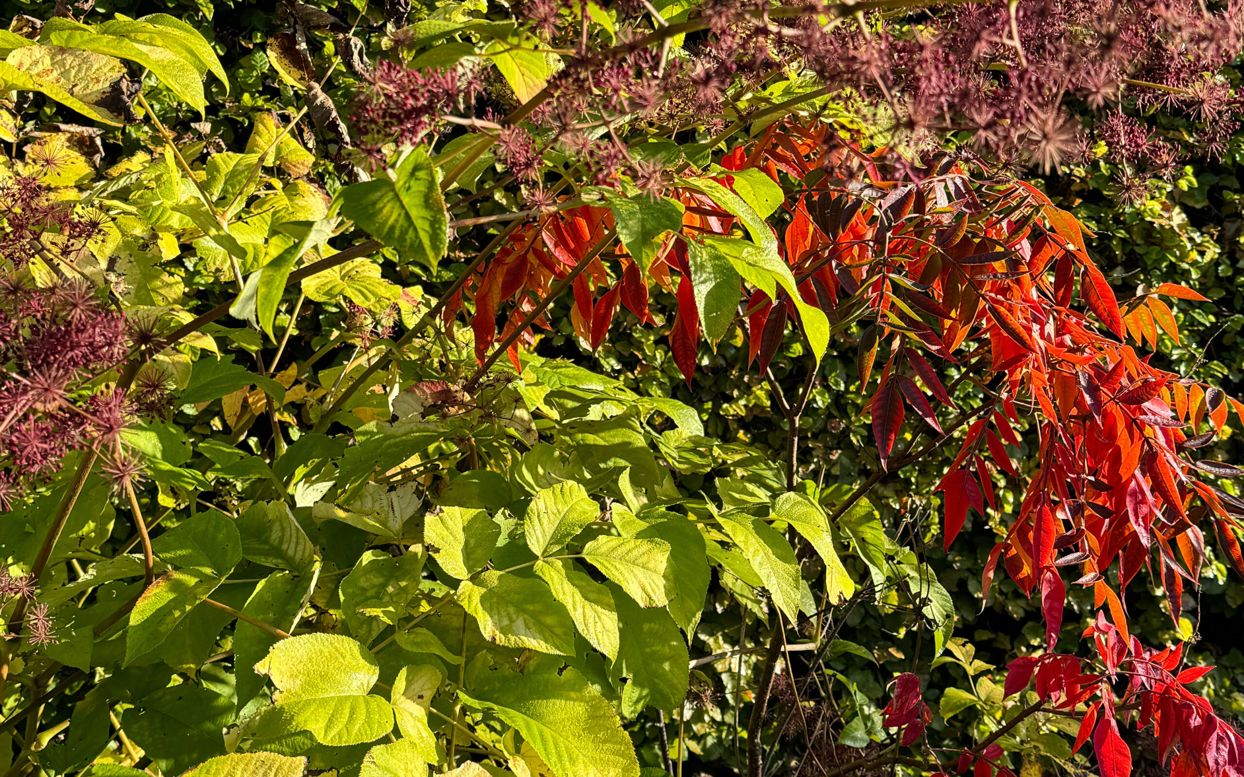 Aralia_Rhus_copallina_oct project