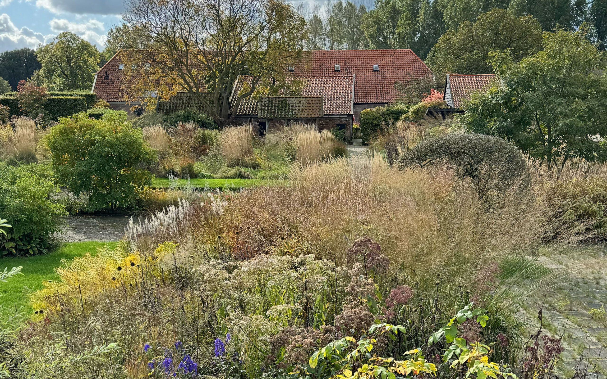 Back garden_oct