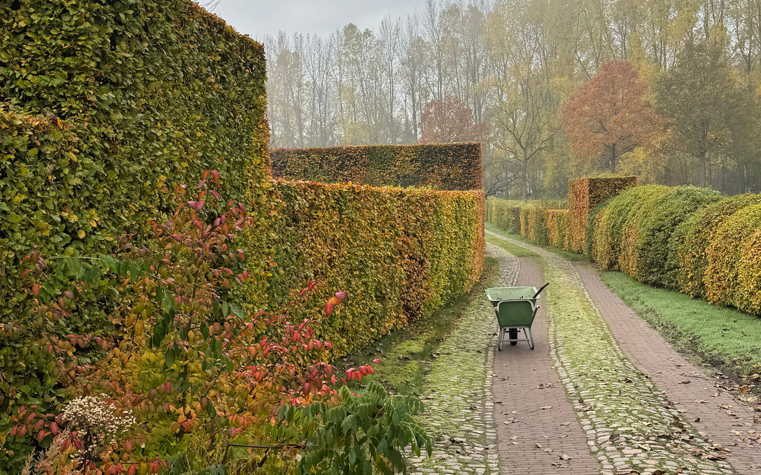 Hedges_nov project