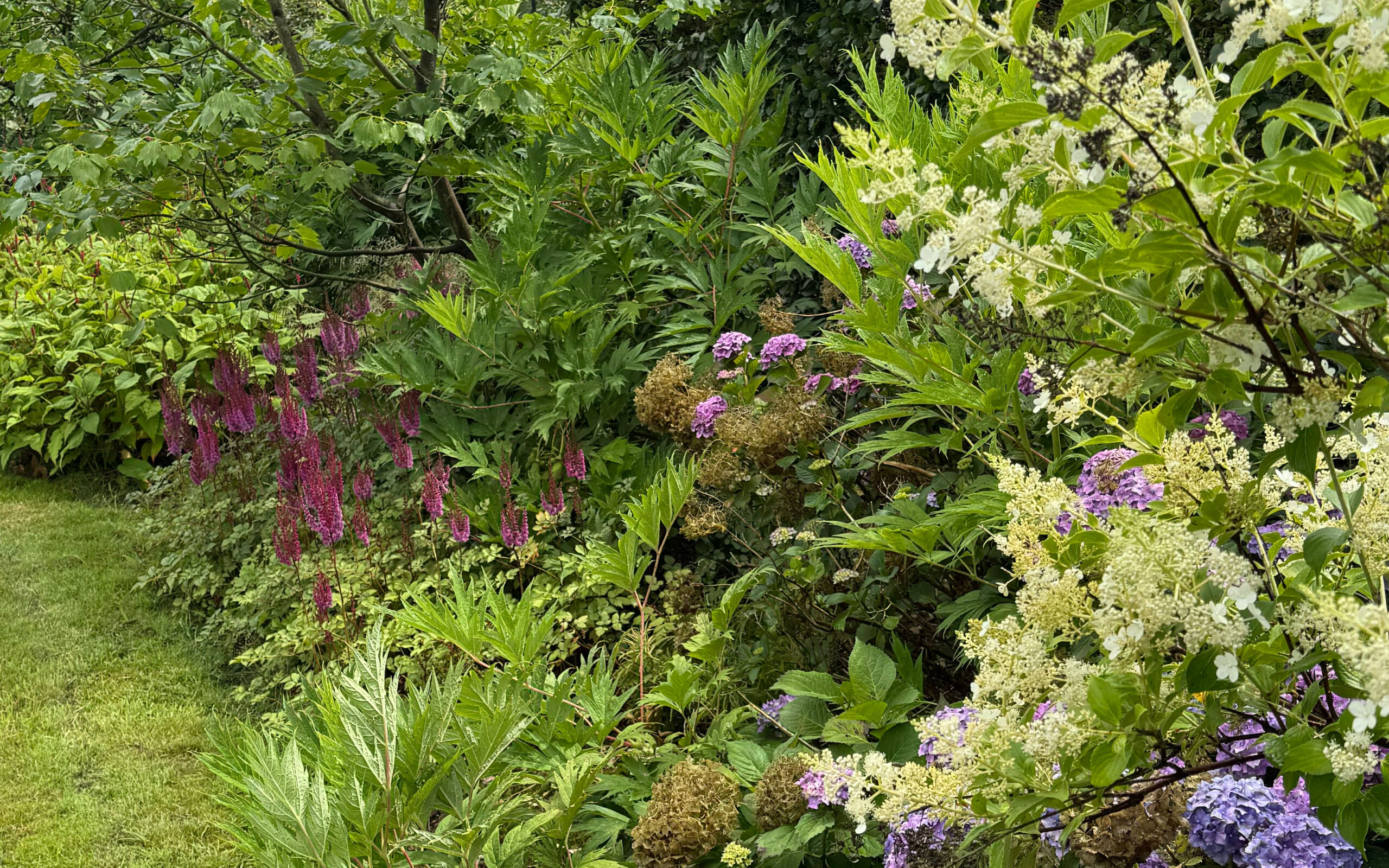 Hydrangea_border_july