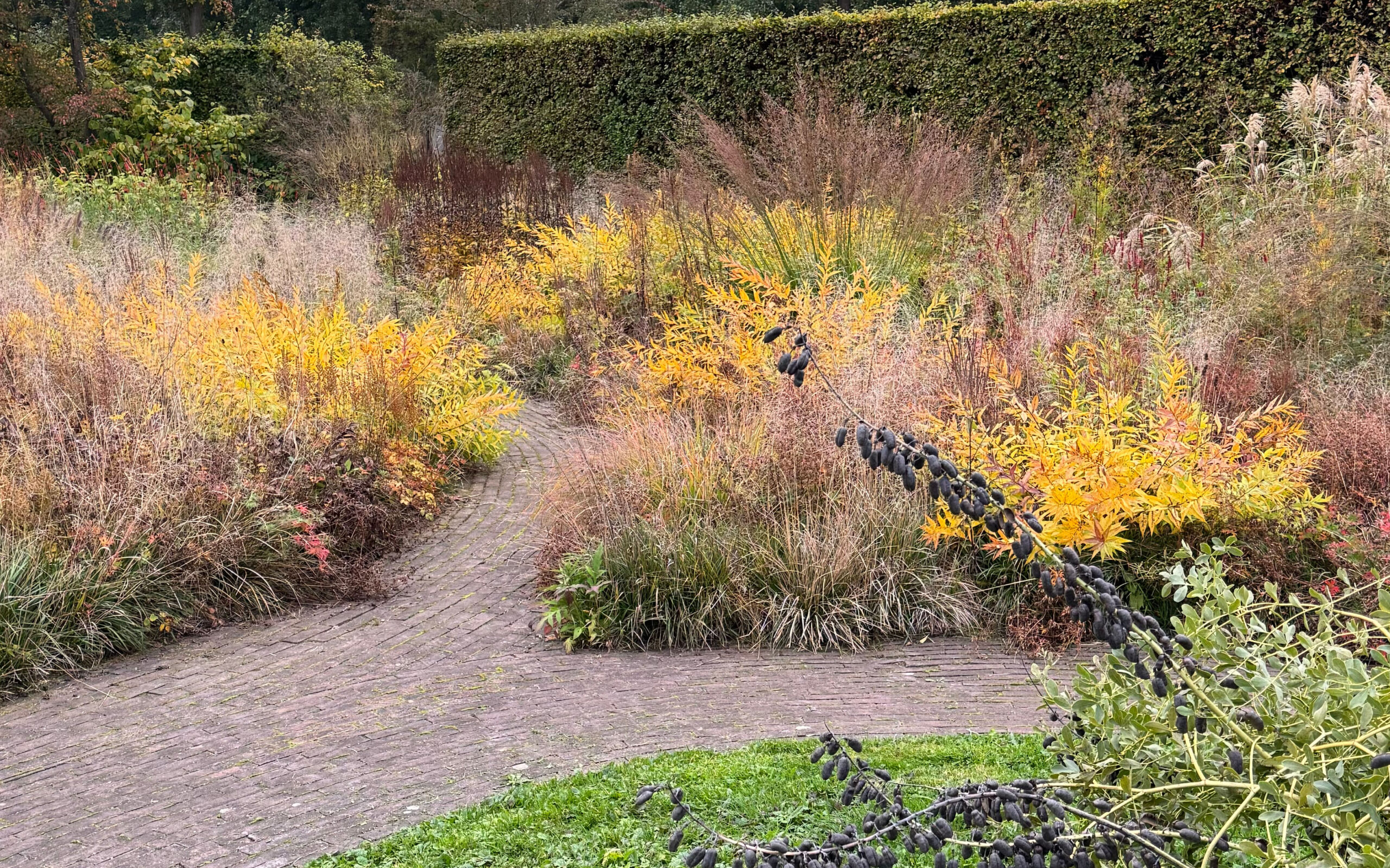 Meadow_Baptisia_oct project