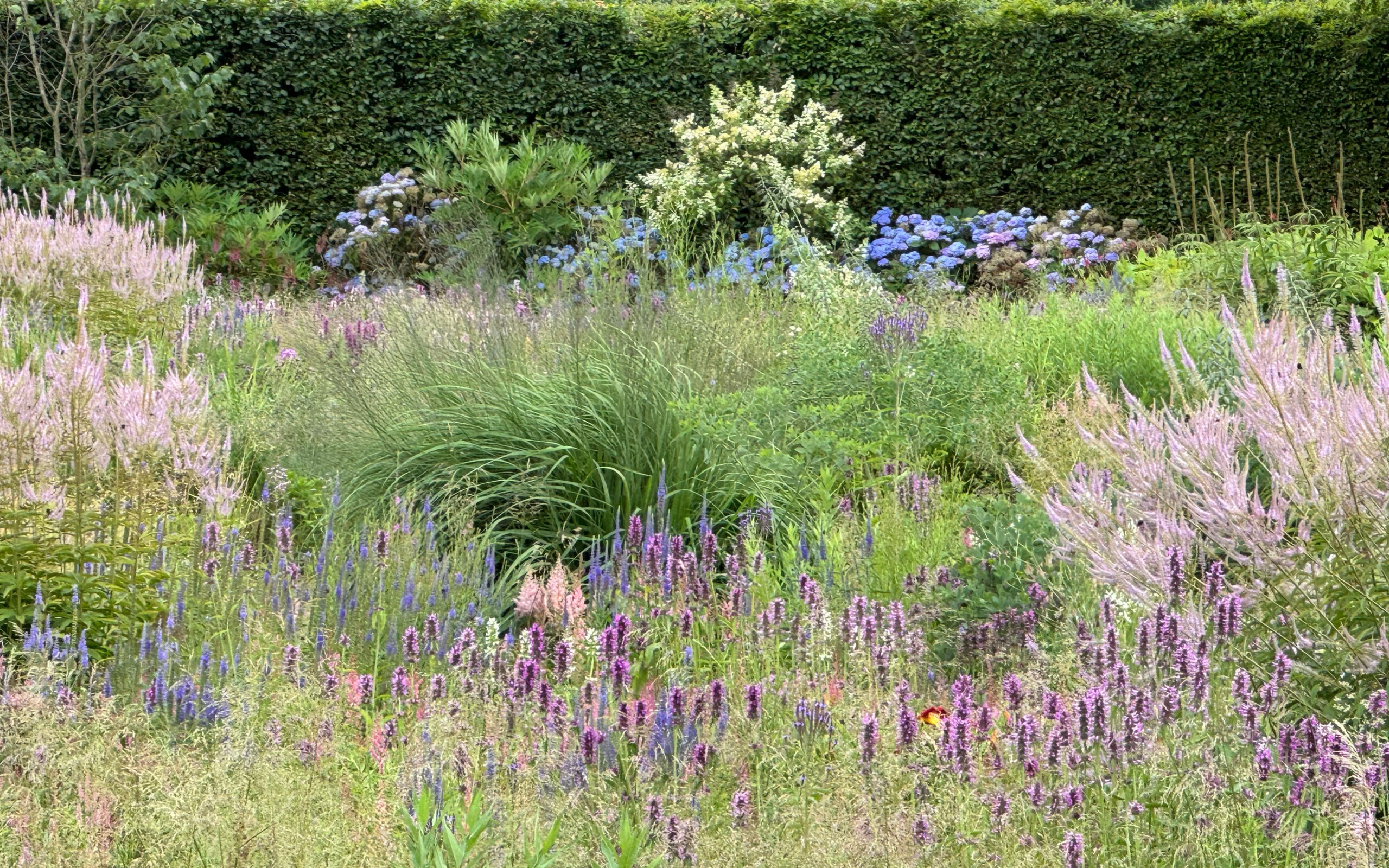 Meadow_july