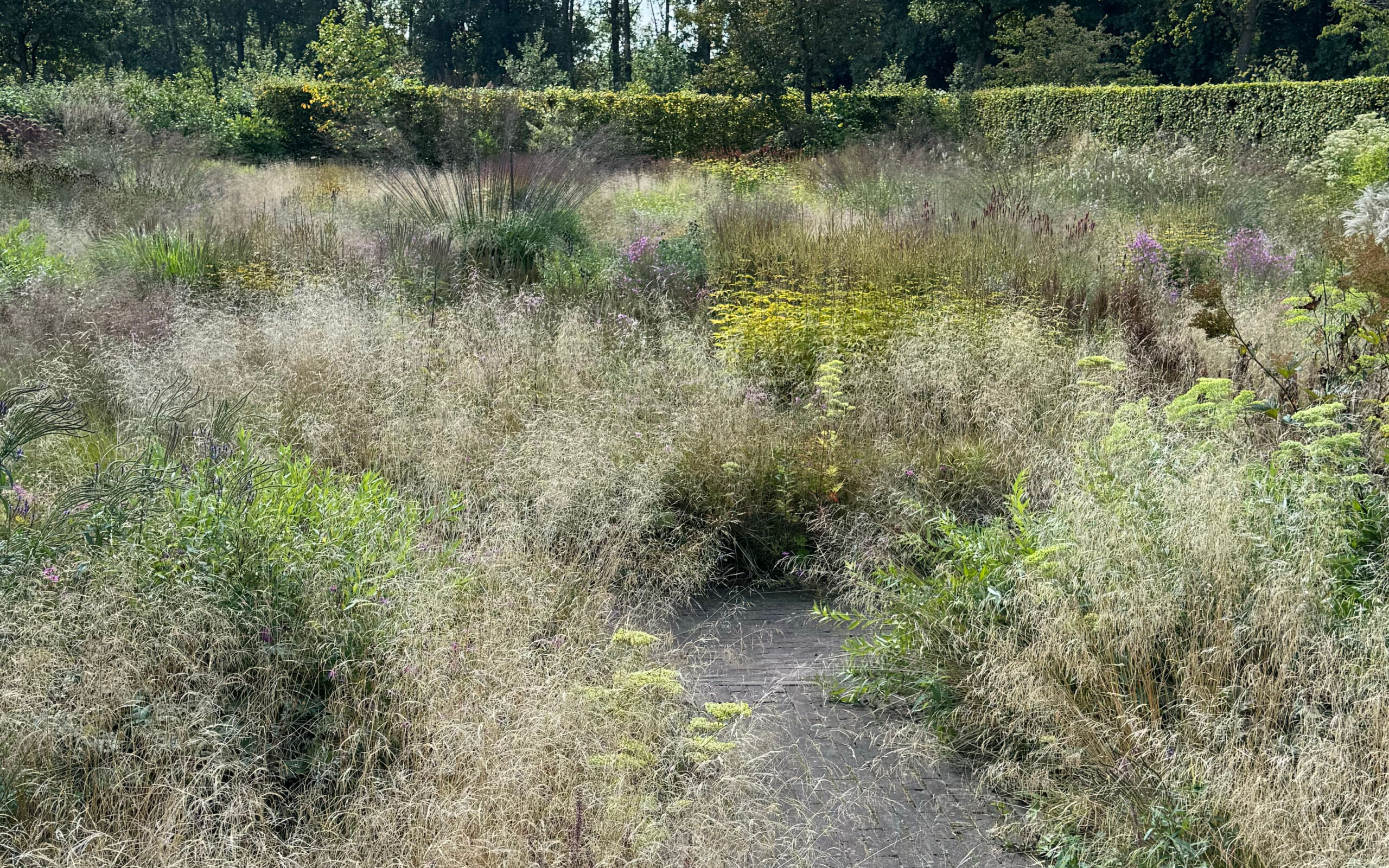 Meadow_sept project