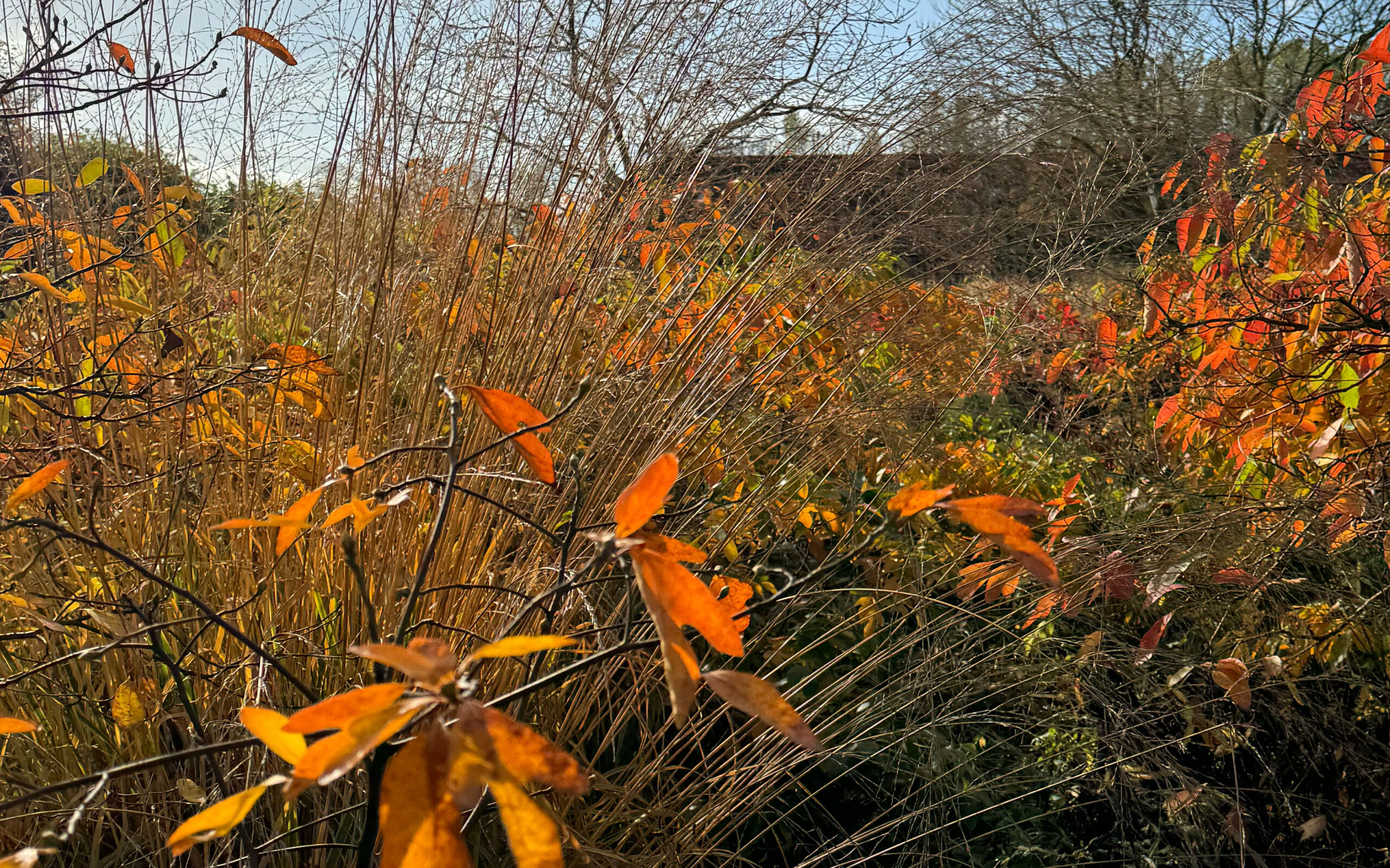 Sassafras_Molinia_oct project
