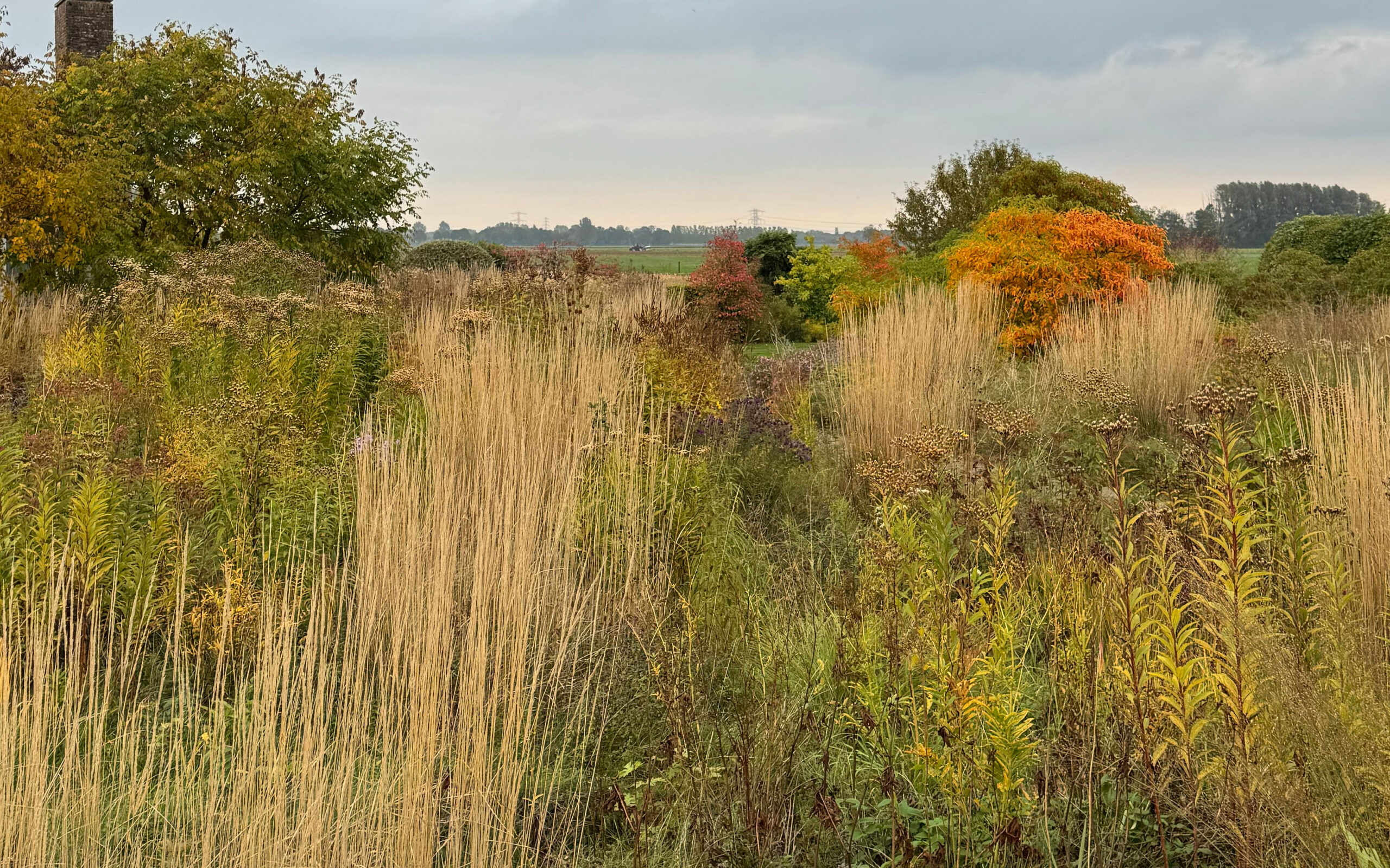 Wild meadow_Sassafras_oct project